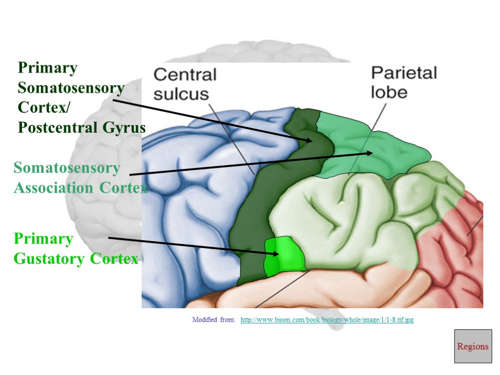 Primary Somatosensory Cortex/ Postcentral Gyrus Primary Gustatory Cortex Somatosensory Association Cortex Regions Modified from:
